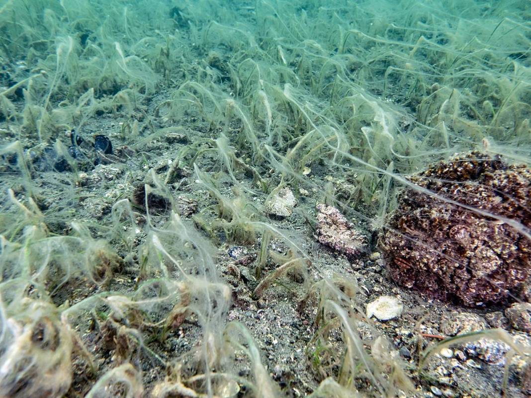 Müsilajla mücadele etmeleri için o bölgeye öbek öbek yerleştiriliyor! Bakanlık, sanayi, üniversite, TÜBİTAK işbirliği 16